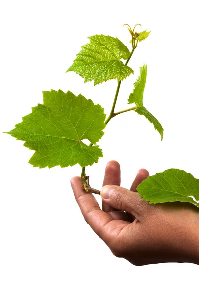 Germen de uva verde en la mano — Foto de Stock