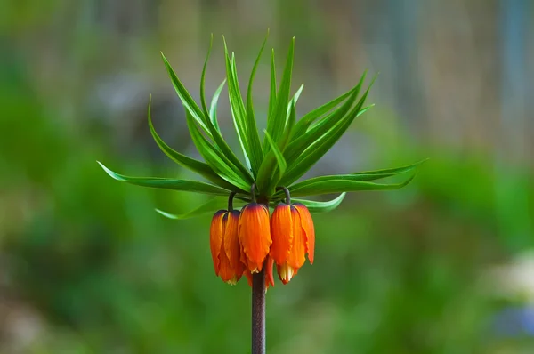 Portakal çiçeği — Stok fotoğraf