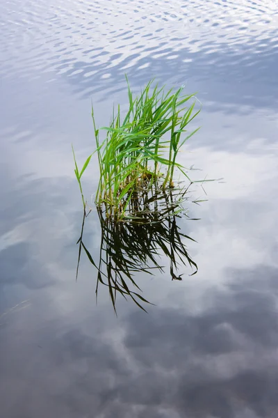 Il cespuglio di erba verde — Foto Stock
