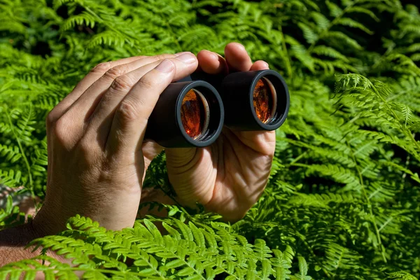 茂みから手に双眼鏡 — ストック写真