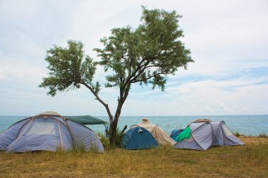 bir ağaç plaj yakınında kamp