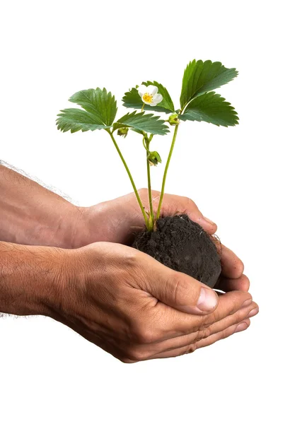 Plant in handen — Stockfoto