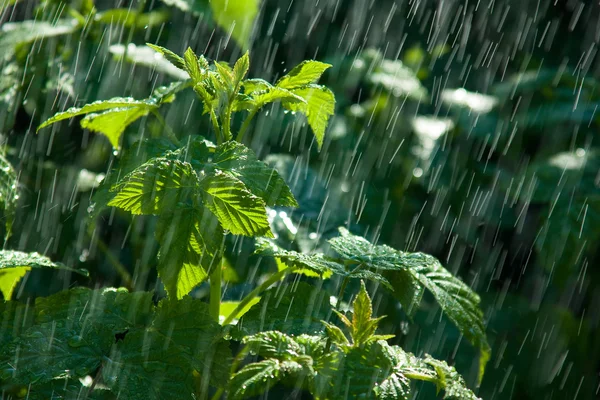Ветви кустарников под дождем — стоковое фото