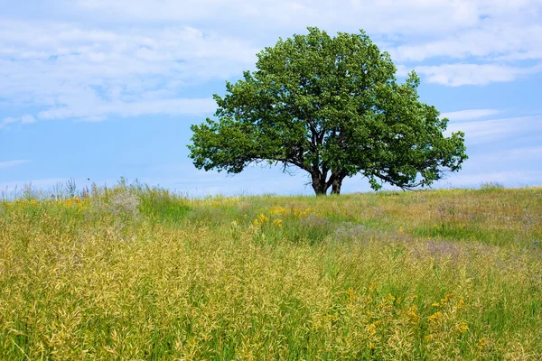 Old lone oak tree — Stock Photo, Image