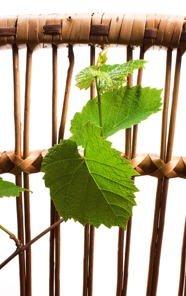 Паросток зеленої виноградний — стокове фото