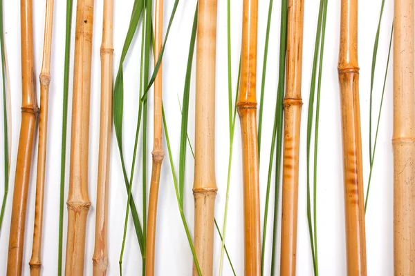 Bambus — Fotografie, imagine de stoc