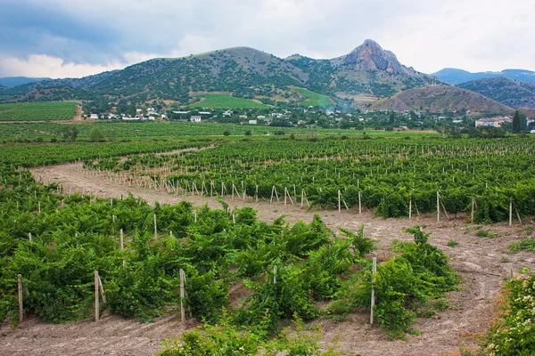 Виноградники в долине — стоковое фото