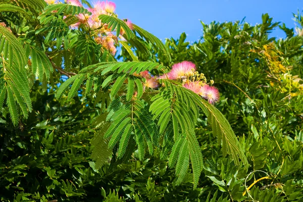 Ramo di acacia rosa — Foto Stock
