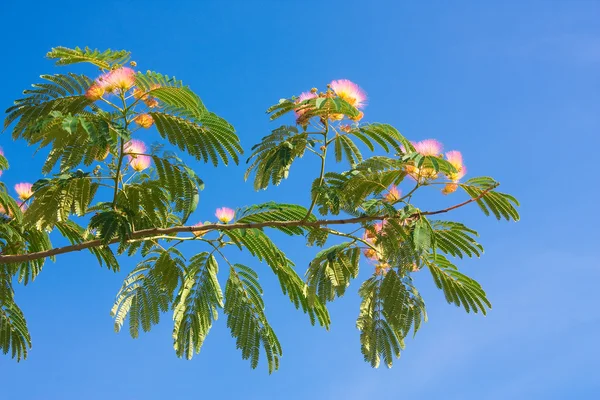 Ramo di acacia rosa — Foto Stock