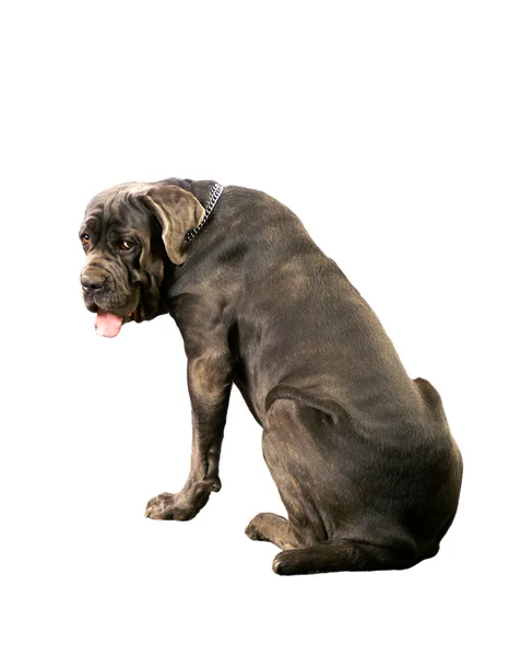 Duży pies — Zdjęcie stockowe