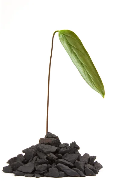 Rostlina roste z půdy — Stock fotografie