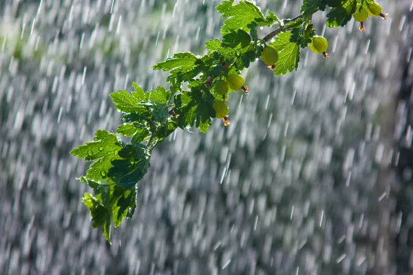 stock image The branch of gooseberry in the rain