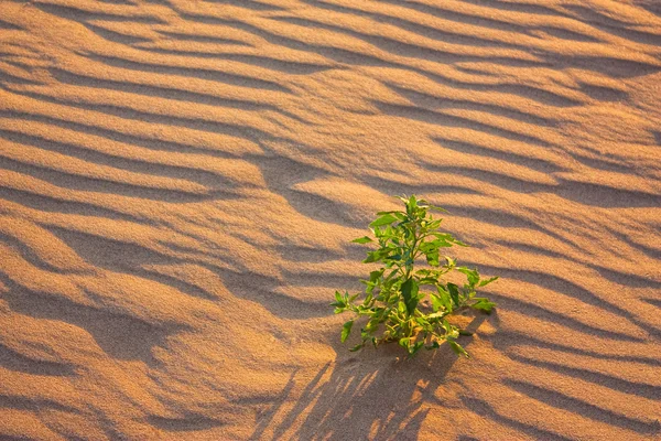 stock image Lonely Flower in the sand at sunset