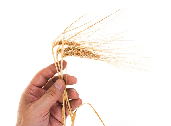 stock image Ears of rye in the hands