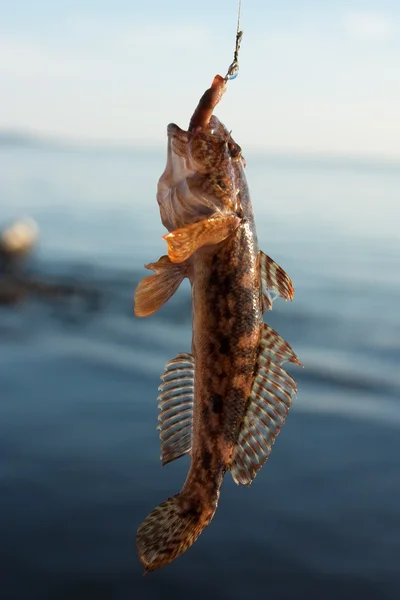 Peixe capturado — Fotografia de Stock
