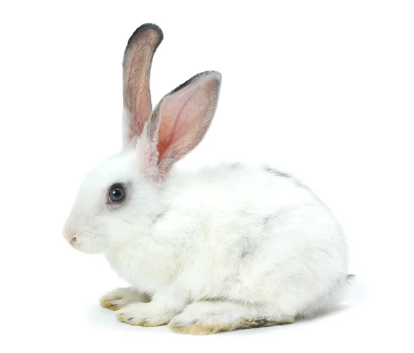 Happy New Year of rabbit — Stock Photo, Image