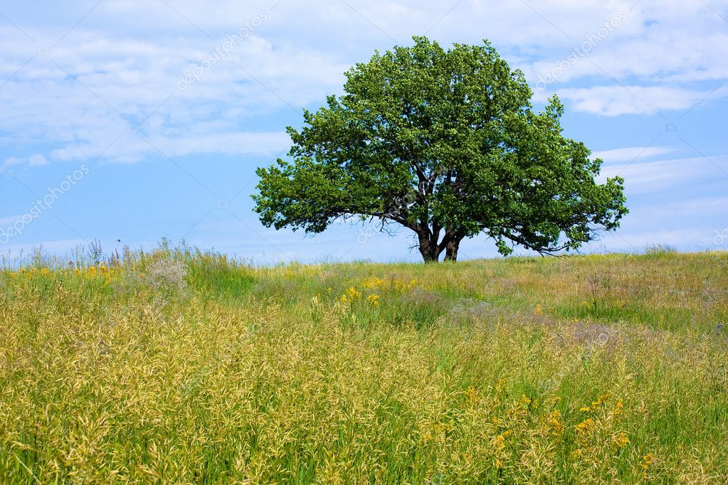 Old lone oak tree — Stock Photo © alan64 #5080594