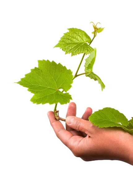Groene druif kiem in hand — Stockfoto