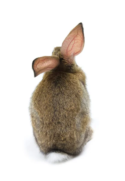 Rabbit (rear view) — Stock Photo © FotoJagodka #5278723