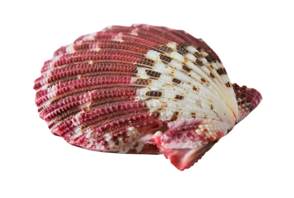 Marine shell — Stock Photo, Image