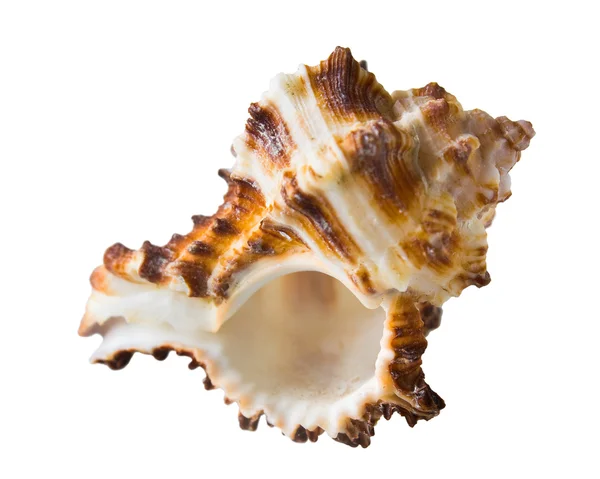 Concha marina —  Fotos de Stock