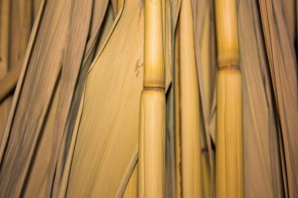 Background of dry stems — Stock Photo, Image