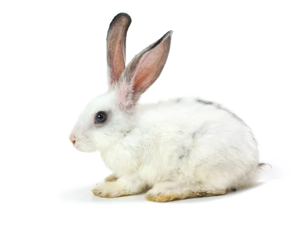 Gelukkig Nieuwjaar van konijn — Stockfoto