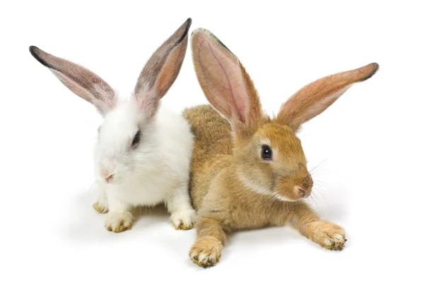 Felice anno nuovo di coniglio — Foto Stock