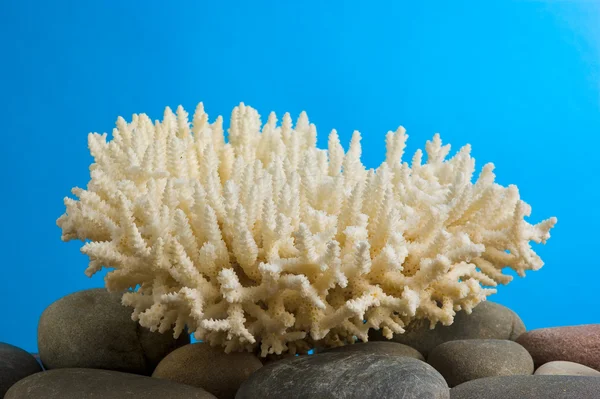 Koralowce — Zdjęcie stockowe