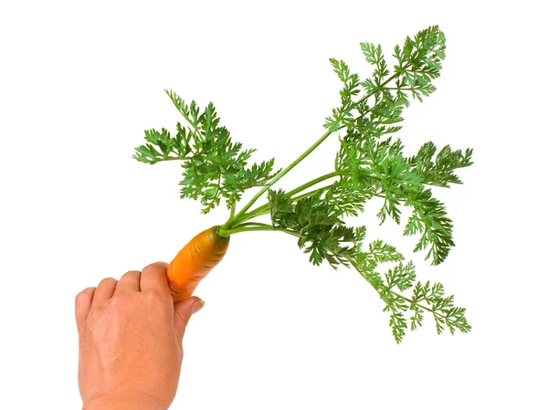 Carrot in hand — Stock Photo, Image