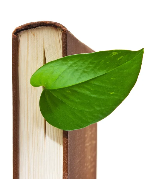 Книга с зеленым листом — стоковое фото