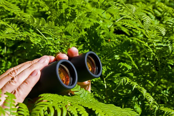 Prismáticos en la mano de los arbustos —  Fotos de Stock
