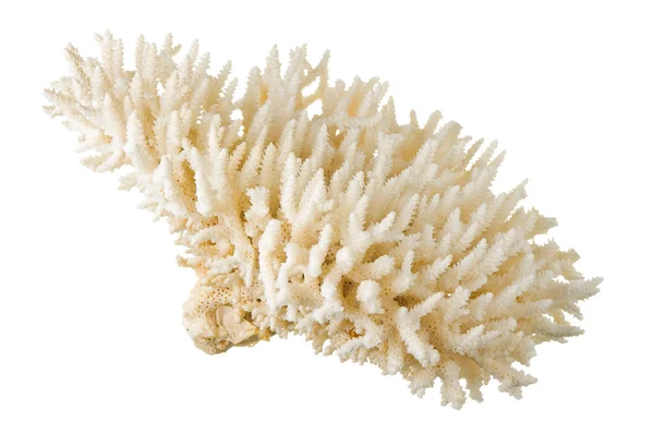 Mercan — Stok fotoğraf