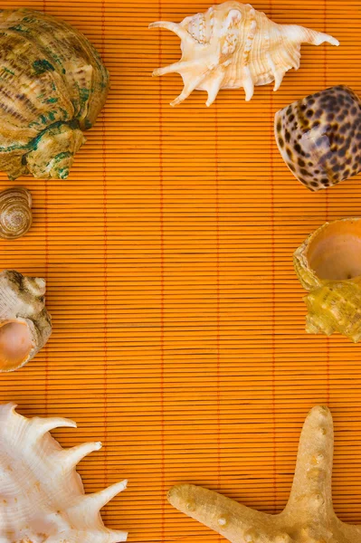 Frame of sea shells — Stock Photo, Image