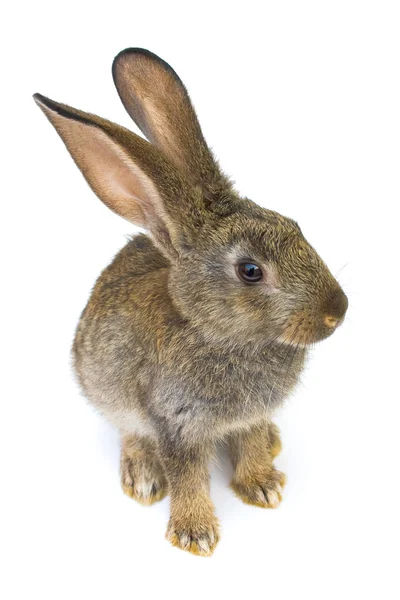 Gelukkig Nieuwjaar van konijn — Stockfoto