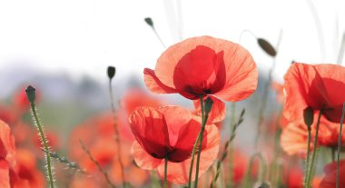 Red poppies clipart