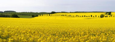 tecavüz alan-panorama