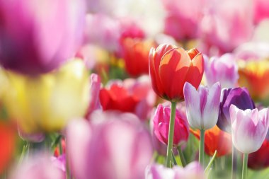 Beautiful blooming tulips clipart