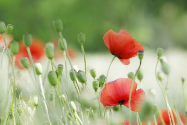 Poppies clipart