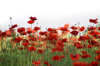 Field of red poppies clipart