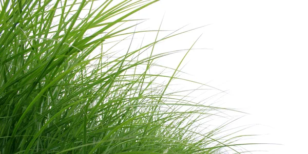 Gras isoliert — Stockfoto