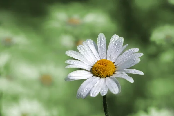 Daisy blomman med vattendroppar — Stockfoto