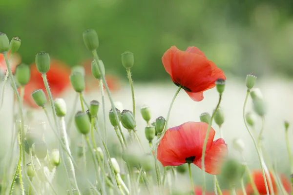 Poppies — Stok Foto