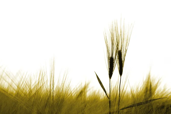 Korn öron i ett fält — Stockfoto