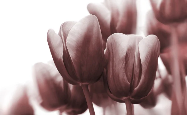 Černobílé tulipány — Stock fotografie
