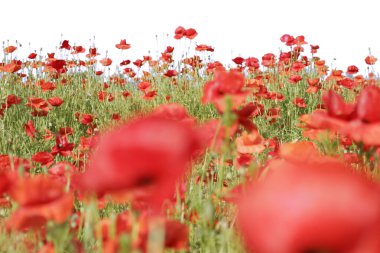 Field of poppies- high key clipart