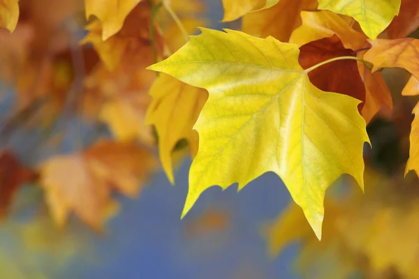 Листя восени — стокове фото