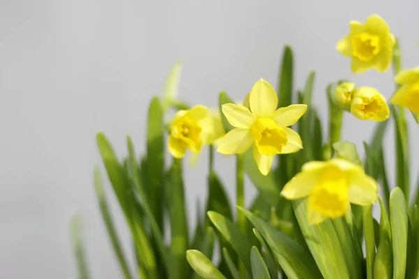 Jarní narcisy (Narcis) — Stock fotografie