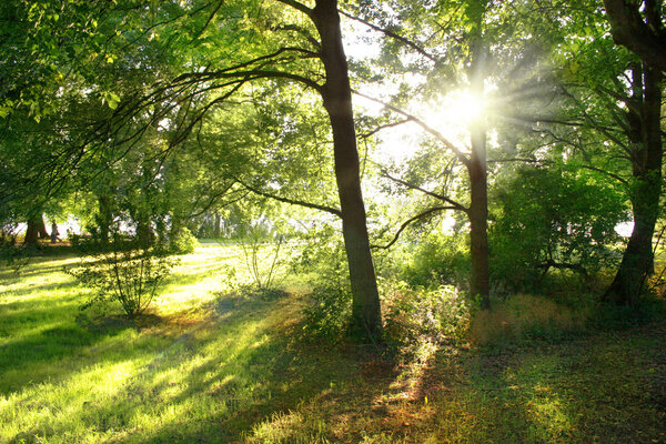 Summer sunlight shining through the trees