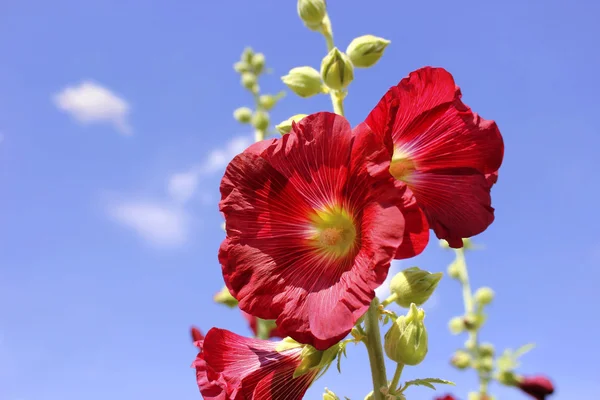 stock image Hollyhock